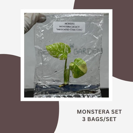 Special Set Monstera Legacy Variegated (Thai Con.) (3 bags/set)