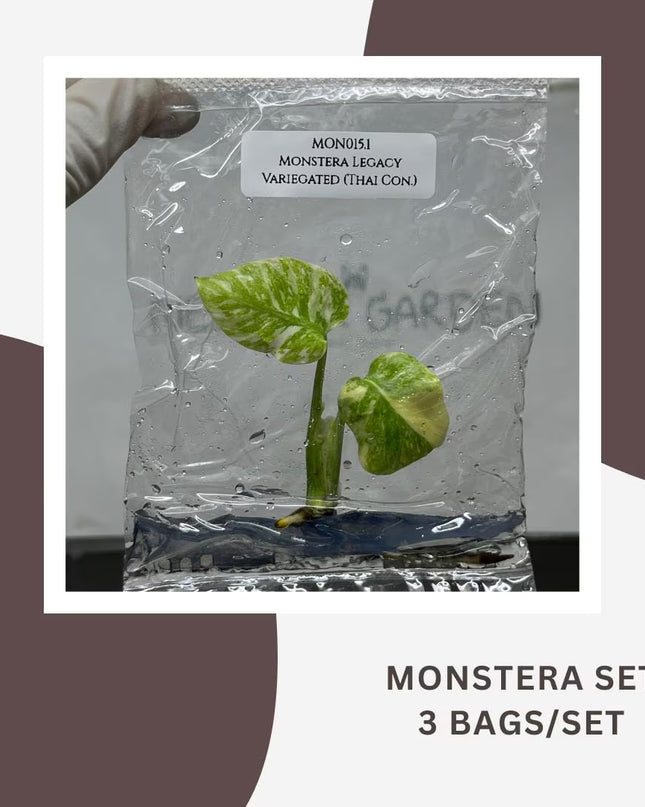 Special Set Monstera Legacy Variegated (Thai Con.) (3 bags/set)