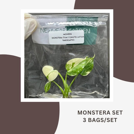 Special Set Monstera Thai Constellation Variegated (3 bags/set)