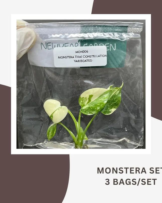 Special Set Monstera Thai Constellation Variegated (3 bags/set)