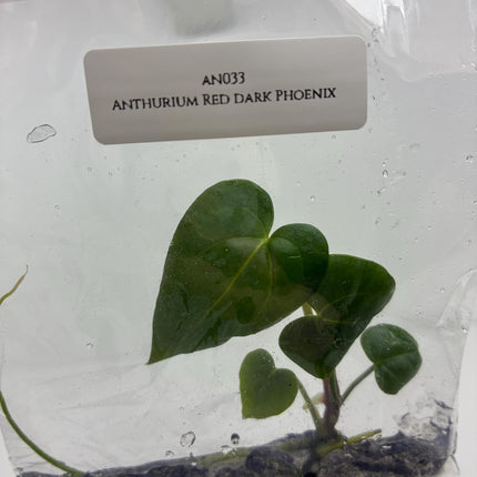 Anthurium Red Dark Phoenix Tissue Culture (1 plant/bag)