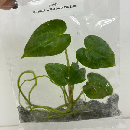 Anthurium Red Dark Phoenix Tissue Culture (1 plant/bag)