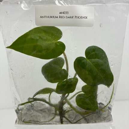 Anthurium Red Dark Phoenix Tissue Culture (1 plant/bag)