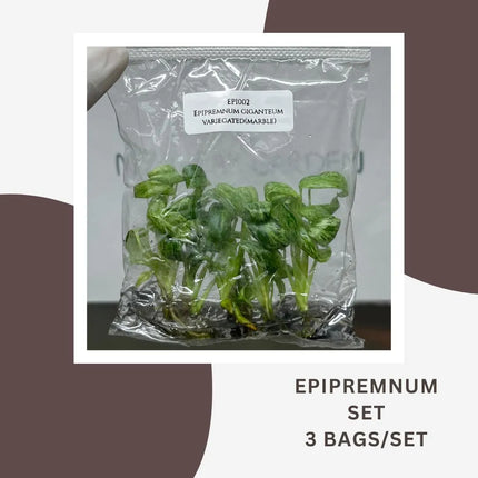 Special Set Epipremnum Giganteum Marble Variegated  (3 bags/set)