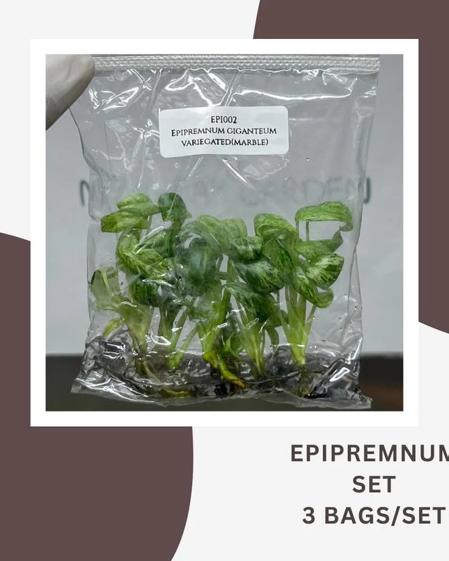 Special Set Epipremnum Giganteum Marble Variegated  (3 bags/set)