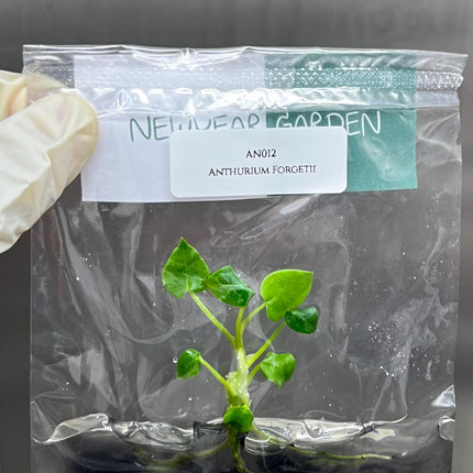 Special Set of 10 Bags of Anthurium Tissue Culture