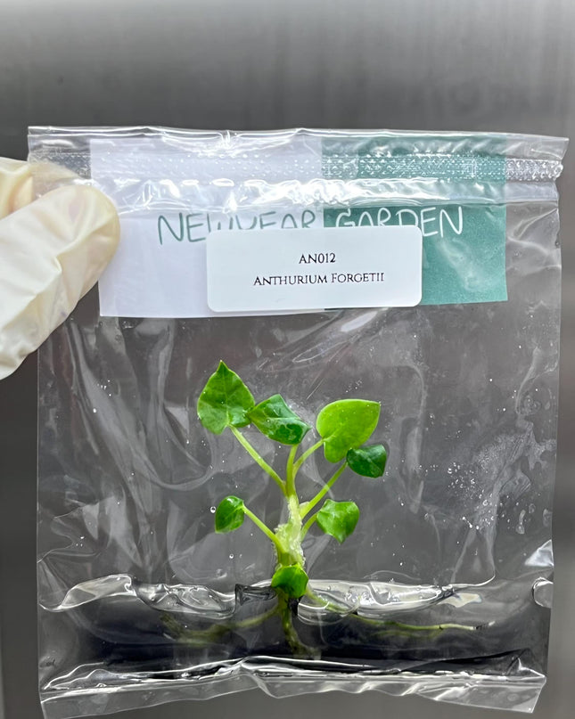 Special Set of 10 Bags of Anthurium Tissue Culture