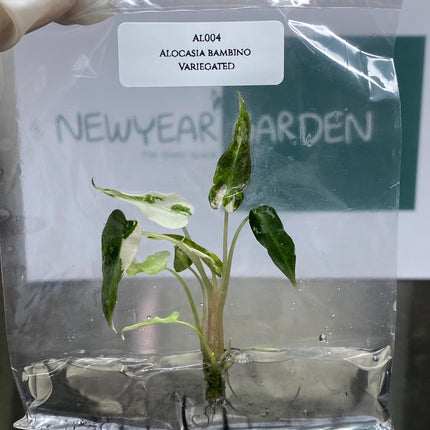 Special Set of 10 Bags of Alocasia Tissue Culture (1-2 leaves)