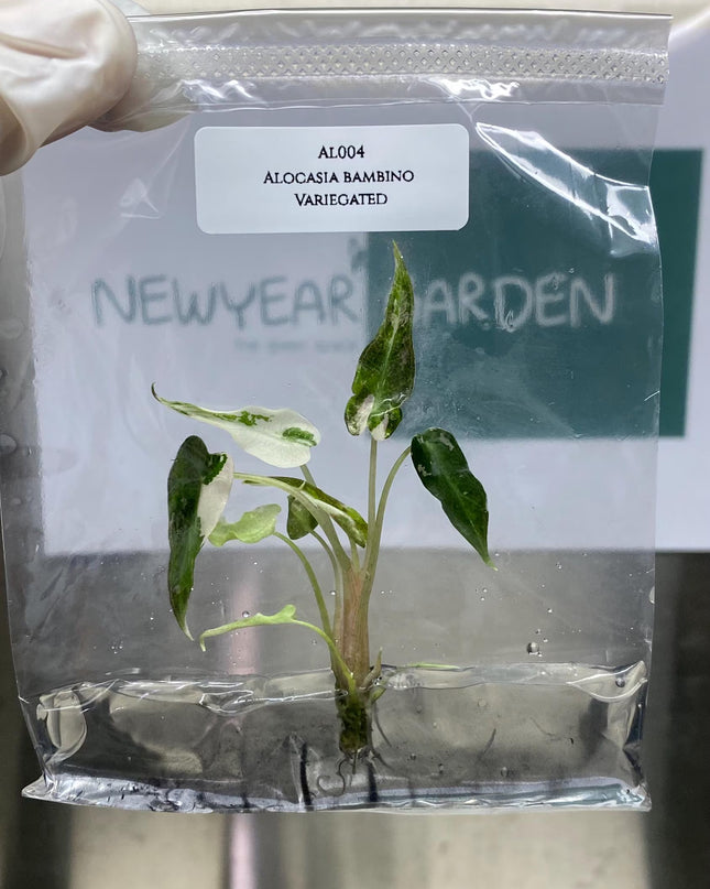 Special Set of 10 Bags of Alocasia Tissue Culture (1-2 leaves)