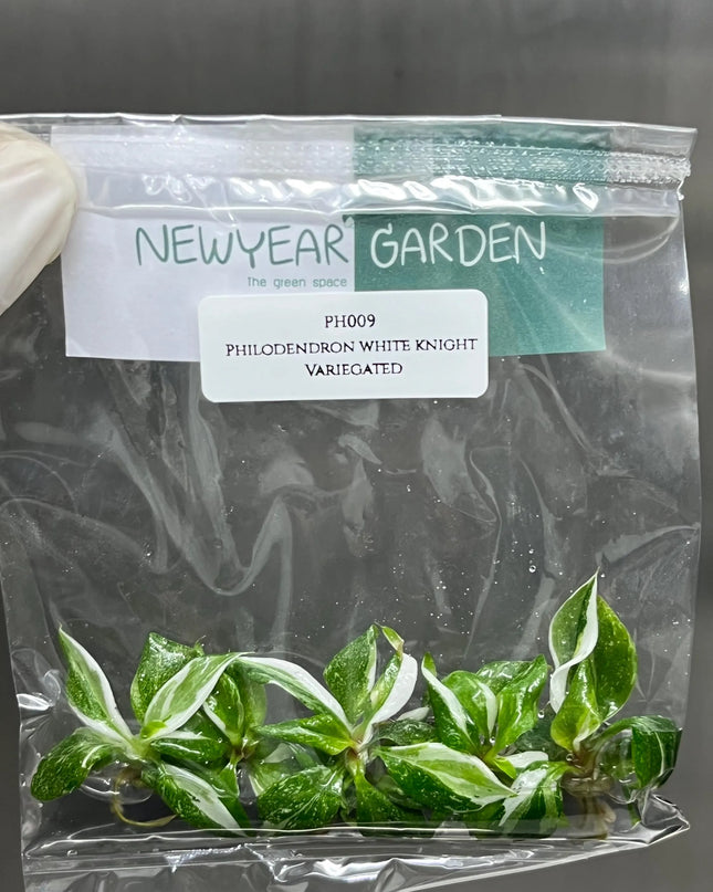 Special Set (1) of 10 Bags of Philodendron Tissue Culture