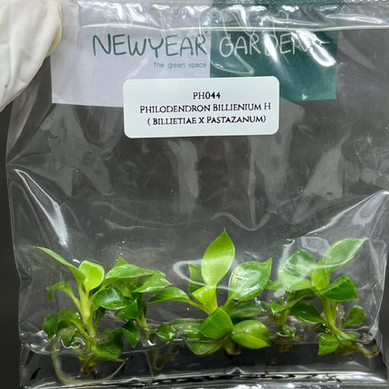 Special Set (2) of 10 Bags of Philodendron Tissue Culture