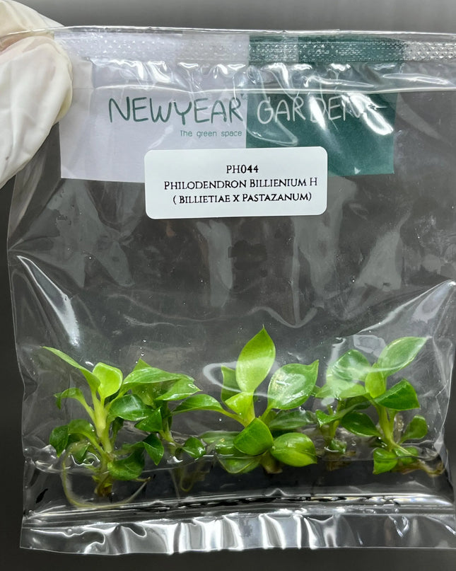 Special Set (2) of 10 Bags of Philodendron Tissue Culture