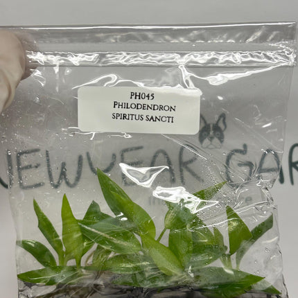 Special Set (2) of 10 Bags of Philodendron Tissue Culture
