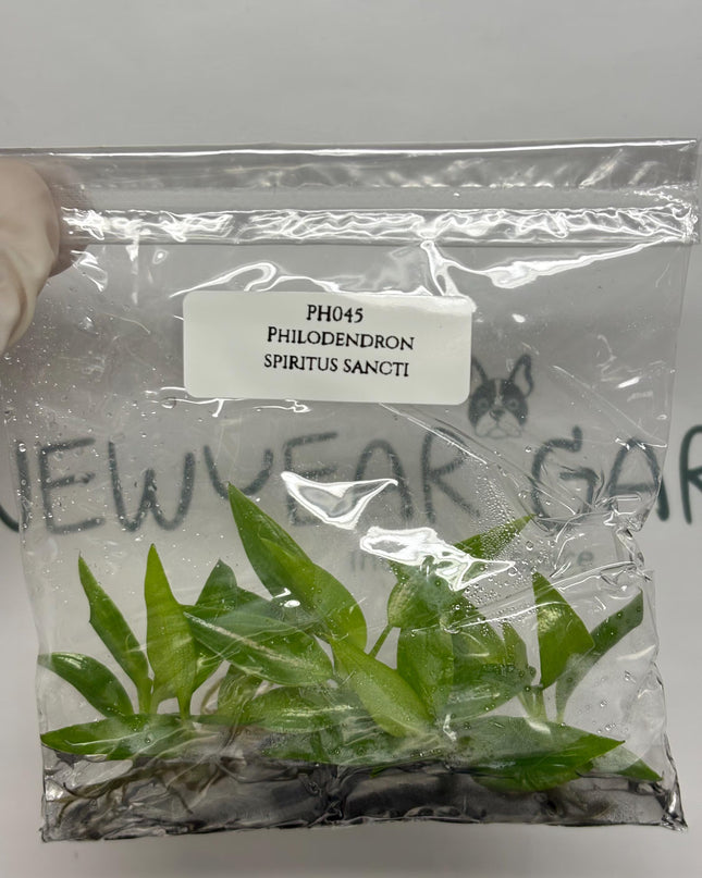 Special Set (2) of 10 Bags of Philodendron Tissue Culture