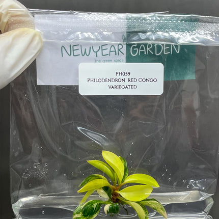 Special Set (2) of 10 Bags of Philodendron Tissue Culture
