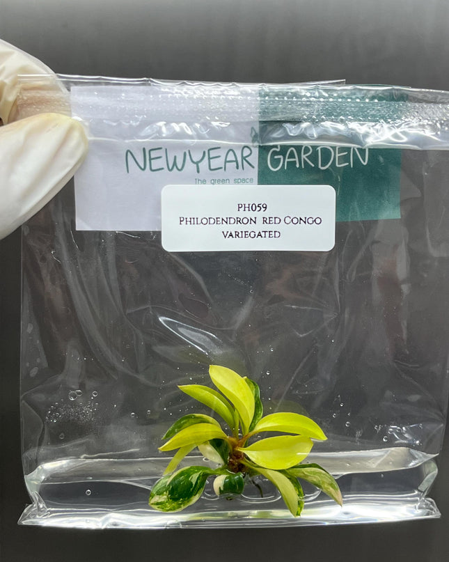Special Set (2) of 10 Bags of Philodendron Tissue Culture