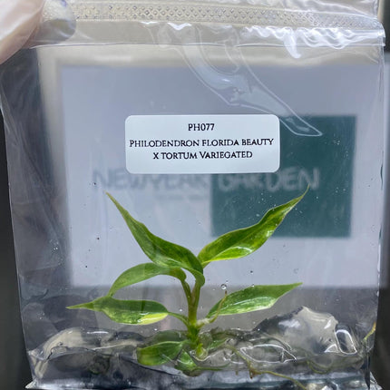 Special Set (2) of 10 Bags of Philodendron Tissue Culture