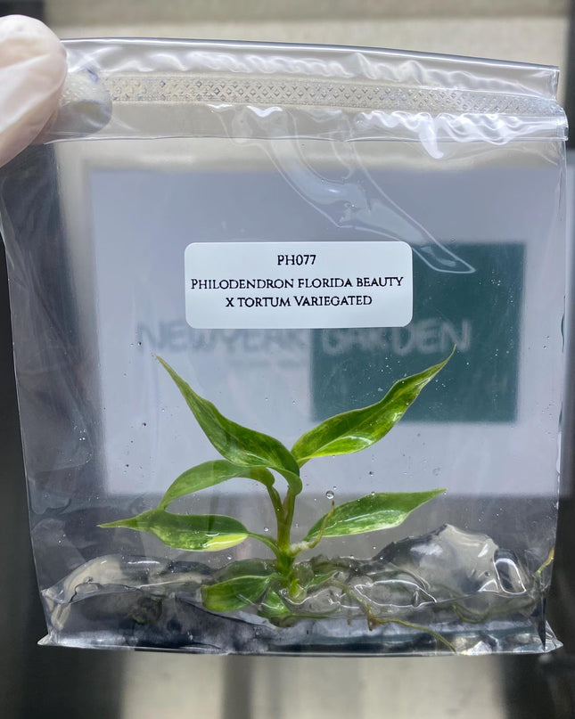 Special Set (2) of 10 Bags of Philodendron Tissue Culture