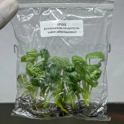 Special Set of 10 Bags of Epipremnum Tissue Culture