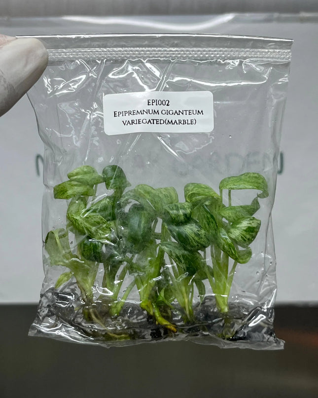 Special Set of 10 Bags of Epipremnum Tissue Culture