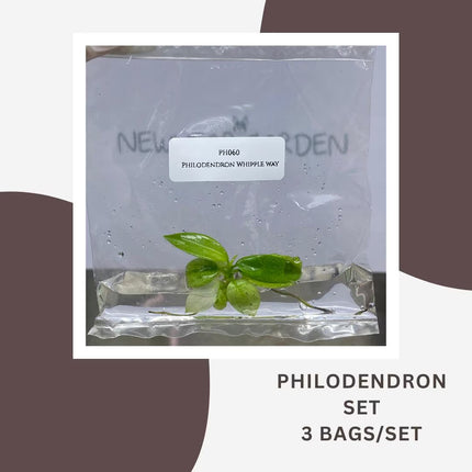 Special Set Philodendron Whipple Way (3 bags/set)