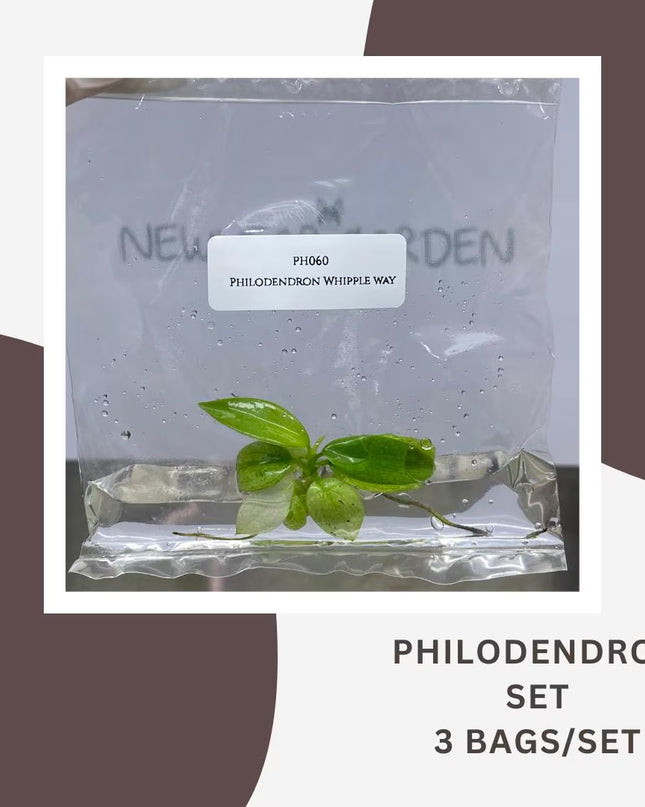 Special Set Philodendron Whipple Way (3 bags/set)