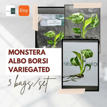 Special Set Monstera Albo Variegated (3 bags/set)