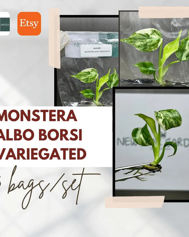 Special Set Monstera Albo Variegated (3 bags/set)