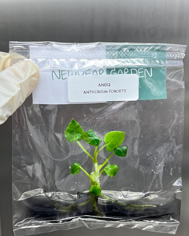 Special Set Anthurium Forgetii (3 bags/set)