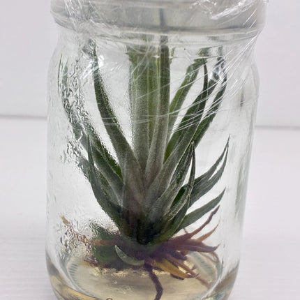 Tilanzia Tissue Culture (1 plant/bag)