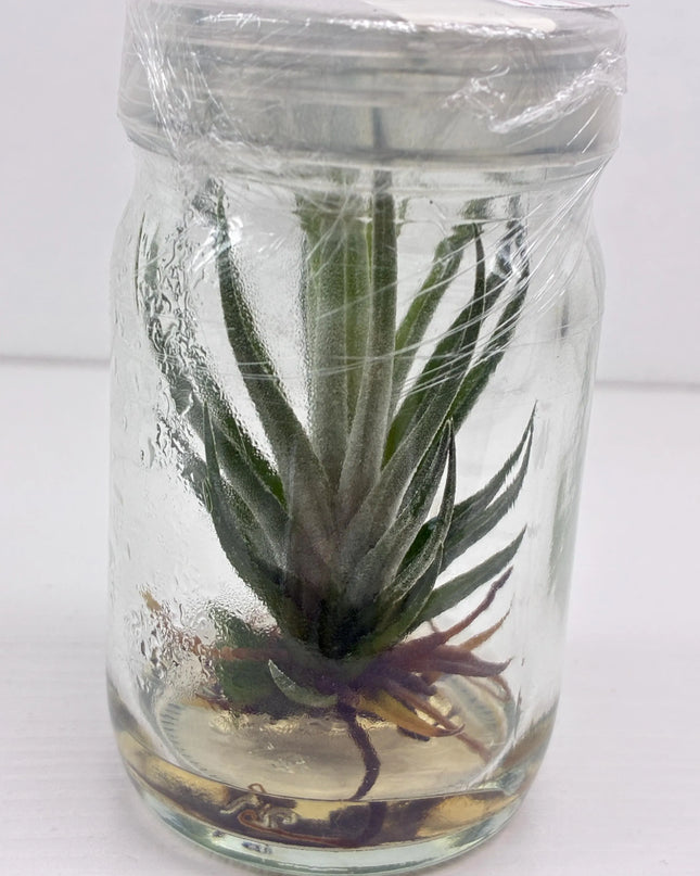 Tilanzia Tissue Culture (1 plant/bag)