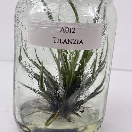 Tilanzia Tissue Culture (1 plant/bag)