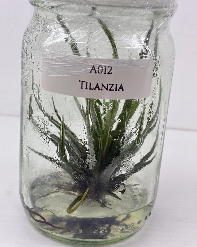 Tilanzia Tissue Culture (1 plant/bag)