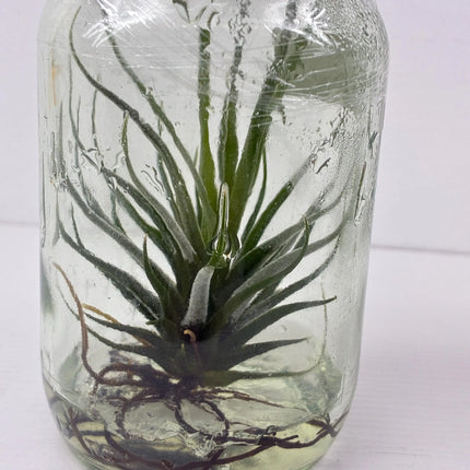 Tilanzia Tissue Culture (1 plant/bag)