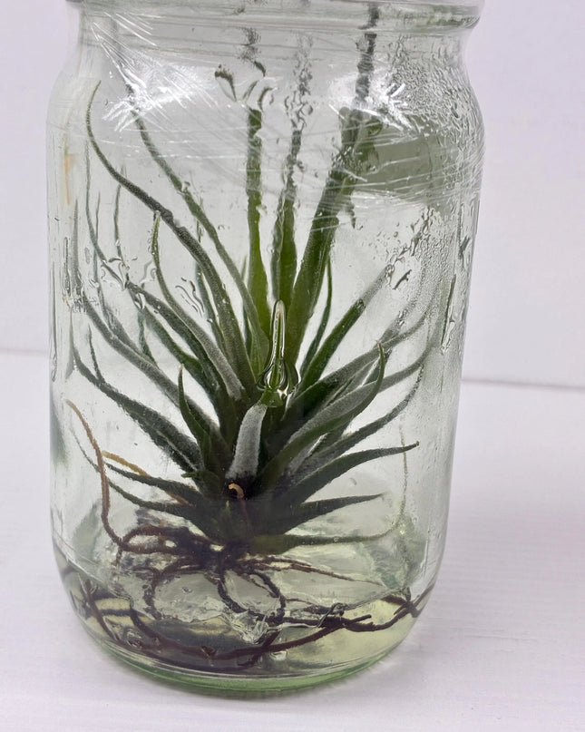 Tilanzia Tissue Culture (1 plant/bag)