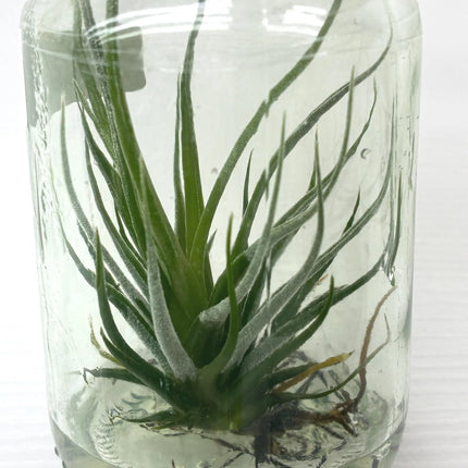 Tilanzia Tissue Culture (1 plant/bag)