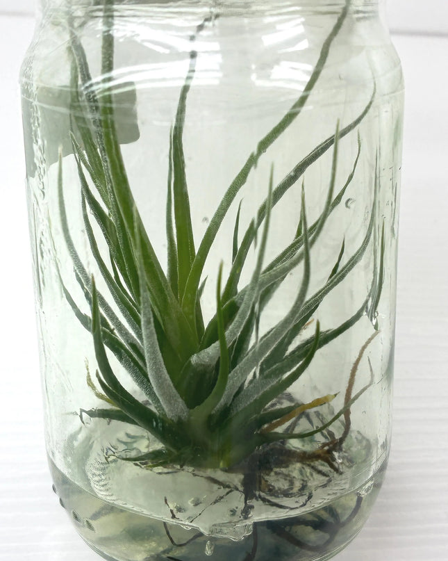 Tilanzia Tissue Culture (1 plant/bag)