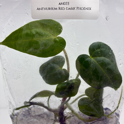 Anthurium Red Dark Phoenix Tissue Culture (1 plant/bag)