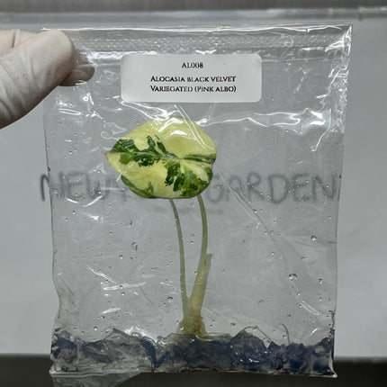 Special Set of 10 Bags of Alocasia Tissue Culture (1-2 leaves)