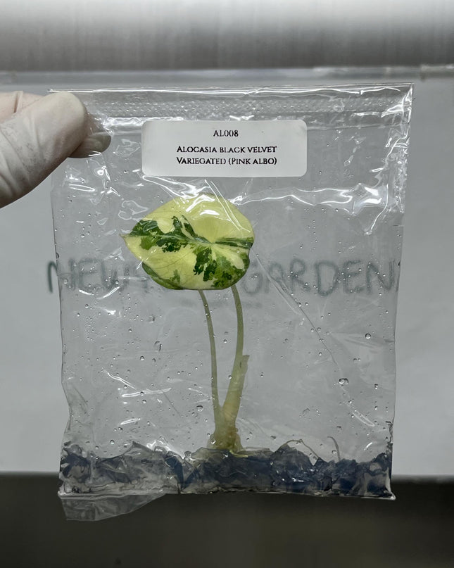 Special Set of 10 Bags of Alocasia Tissue Culture (1-2 leaves)