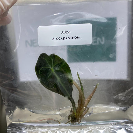 Special Set of 10 Bags of Alocasia Tissue Culture (1-2 leaves)