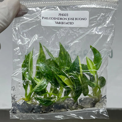 Special Set (1) of 10 Bags of Philodendron Tissue Culture