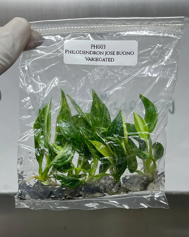 Special Set (1) of 10 Bags of Philodendron Tissue Culture