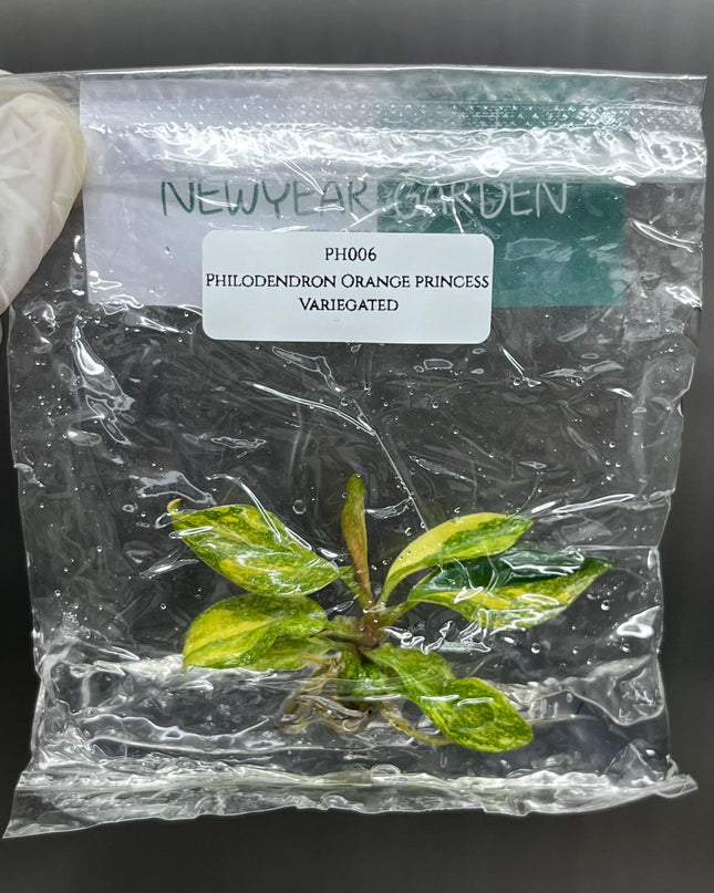 Special Set (1) of 10 Bags of Philodendron Tissue Culture