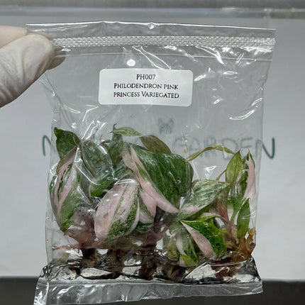 Special Set (1) of 10 Bags of Philodendron Tissue Culture