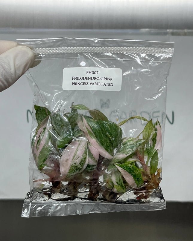 Special Set (1) of 10 Bags of Philodendron Tissue Culture