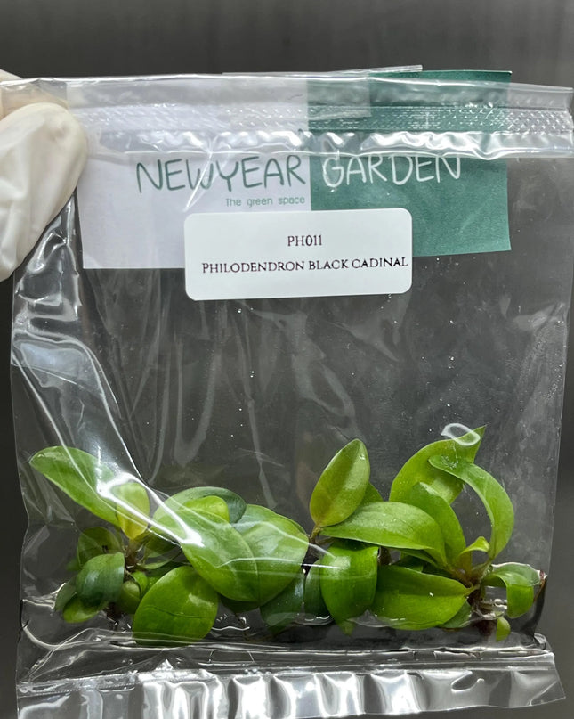 Special Set (1) of 10 Bags of Philodendron Tissue Culture