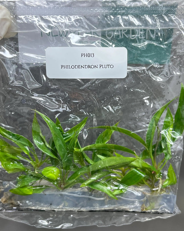 Special Set (1) of 10 Bags of Philodendron Tissue Culture