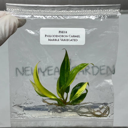 Special Set (1) of 10 Bags of Philodendron Tissue Culture
