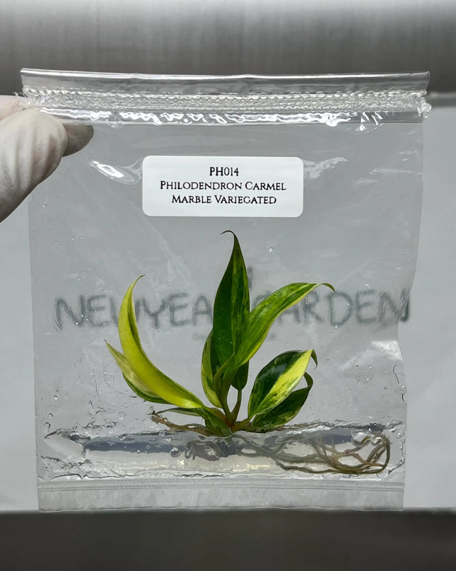 Special Set (1) of 10 Bags of Philodendron Tissue Culture